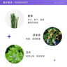 VINCERE泰国进口香茅青草膏清凉舒缓晕车船宝宝蚊虫叮咬温和户外13g 实拍图
