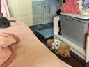 耐吉斯鲜肉夹心幼犬狗粮冻干生骨肉1.5kg无谷益生菌鸭肉梨中小型犬粮3斤 实拍图