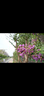 尼康（Nikon）Z50II（Z50ii/ Z502 / Z50二代 ) 入门级微单套机 轻便 Vlog（Z DX 16-50mm f/3.5-6.3 VR） 实拍图