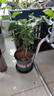开时果 茉莉花盆栽浓香型 桌面绿植物阳台花卉树苗盆景摆件源头直发包邮 精品茉莉花3-6株【加仑盆】 实拍图