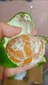 粤迎云南青皮蜜橘酸甜口感特早熟桔子蜜桔新鲜水果当季整箱青皮柑橘籽 5斤精选果净4.5斤 实拍图