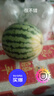 晟容果蔬麒麟西瓜新鲜云南西瓜时令应季水果甜瓜新鲜现摘清甜可口现货速发 净重5-6斤(精选家庭装) 实拍图