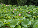 奥妙（OMO） 深层洁净酵素洗衣液12斤（3kg*2 ）去除99种污渍 99%除菌  实拍图