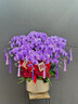 绿韵花田【两小时达】蝴蝶兰盆栽带花苞花剑花盆真花兰花开业乔迁生日礼物 10株紫色（瓷盆随机） 实拍图