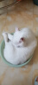 海乐妙猫咪体内驱虫药2-8kg（一片装）成猫打虫药防治寄生虫猫用 实拍图