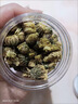 【头采新货】菊花米胎菊花茶新花干胎菊王桐乡正宗杭白菊胎菊米 胎菊（农产品罐装）胎菊一罐 实拍图