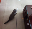 憨憨乐园 猫玩具【可伸缩40-75cm】逗猫棒猫咪棒长杆羽毛钓幼猫玩具鱼竿铃铛耐玩逗猫神器 实拍图