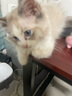 怡亲猫粮全价全阶段鲜肉猫粮高适口性增肥长肉双拼猫粮5kg 实拍图
