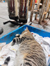憨憨宠猫零食冻干桶猫咪零食成猫冻干鸡胸肉鱼鸭肉猫粮宠物猫狗冻干零食 12种冻干 精装组合桶600g 实拍图