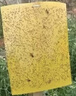 巨融黄板双面粘虫板诱虫纸贴黄色飞虫小黑飞沾果蝇诱捕器粘板针蜂大棚 100张黄色【小号20*10cm】加厚 实拍图