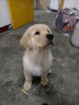 皇家皇家狗粮幼犬奶糕幼犬狗粮宠物大型犬MAS30全价犬粮≤2月4KG 实拍图