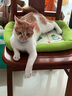 皇家室内成猫粮 I27 通用粮 12月以上 2KG 实拍图