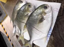 亚又婧金鲳鱼3斤3条新鲜冷冻平鱼大鲳鱼金昌鱼海鱼海鲜水产海鲜冷冻顺丰 500-600g/条 3条 实拍图