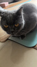 笑宠鱼油猫条100支整箱囤货三文鱼缓解掉毛猫零食罐头成幼猫猫条 鱼油猫条*100+猫草猫条*100 实拍图