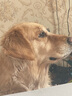麦富迪狗粮 乖宝乐10kg 成犬中大型小型犬通用（牛肉蛋黄）金毛泰迪柯基 实拍图