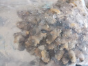 无沙花蛤肉500g新鲜冷冻速冻煮花甲肉蛤蜊肉黄蚬子肉海鲜水产商用 无沙花甲肉500g*2袋 实拍图