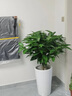Only you【两小时达】发财树大型盆栽绿植花卉室内客厅办公室开业乔迁送礼 平安树 实拍图
