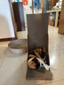 pidan猫抓板 直角款 瓦楞纸猫窝耐磨猫玩具 实拍图