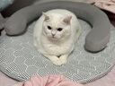 艾禾美（Arm&Hammer）铁锤猫砂黑盒蓝标28磅 实拍图