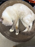 疯狂的主人猫抓板窝碗形大号猫抓盆不掉屑猫窝宠物猫玩具瓦楞纸猫爪板 实拍图