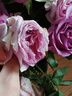 云南鲜花批发品质玫瑰百合水养鲜切花送女友生日礼物源头直发 紫玫瑰-10支（花苞小不定品种） 【任选2件—不收运費】 实拍图