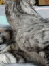 疯狂的主人宠物密齿梳猫咪跳蚤梳猫直排狗狗专用钢梳去虱子梳子排梳长毛除蚤 实拍图