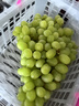 京鲜生 新疆无籽露 无核白葡萄 净重3.5斤原筐 生鲜水果 酸甜易掉粒  实拍图