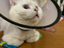雪貂留香 猫咪沐浴露专猫定制宠物香波沐浴露 全猫通用300mL 实拍图