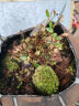 小叶赤楠盆景植物办公花卉基地直销批发绿植盆栽室内摆件花卉绿植 赤楠+冰裂纹盆+苔藓+底座 实拍图