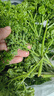 绿食者新鲜荷兰芹250g 法国香菜 旱芹菜 新鲜蔬菜 西餐火锅摆盘装饰材料 250g 实拍图