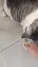HELLOJOY猫咪指甲剪专用小盲剪狗狗指甲钳小猫指甲钳圆孔新手防抓防咬 实拍图