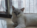 LEGENDSANDY蓝氏全价猫粮成猫幼猫生骨肉冻干粮 猎鸟乳鸽500g 实拍图