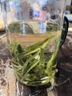 谷徽韵2025新茶猴魁绿茶茶叶自己喝雨前特级1915礼盒太平布尖春茶250g 实拍图