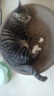 疯狂的主人圆形猫抓板窝耐磨不掉屑猫窝一体猫咪抓盆超大号抓不烂猫爪板耐抓 实拍图