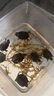 【京东物流】宠物龟粮巴西乌龟粮 彩色龟粮小颗粒饲料补充食物 10包龟粮 实拍图