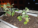 开时果 四季草莓苗奶油红颜草莓秧苗 阳台种植当年结果新苗带土果苗盆栽 【活动款】奶油（3盆）+双色盆 草莓基地-原土原盆直发 实拍图