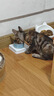 果饭儿系列三文鱼猫罐头80g*48罐（汤汁型）猫咪零食猫湿粮 实拍图