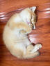 涴喵 苏氏纯种英短幼猫短毛猫大脸猫宠物猫咪活体辅助喂养 宠物级 【金渐层】 实拍图