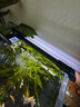 吉印刀锋s鱼缸灯led灯防水全光谱鱼缸照明灯水草灯小型超白鱼灯36cm 实拍图