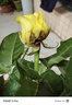 【玫瑰花】特价云南鲜花直发节日鲜花礼物花束水养插花七夕礼物 黄玫瑰10枝 实拍图