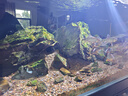水医生硝化细菌鱼缸水族箱稳除氯气清澈剂净水分解粪便消化用品 鱼缸净水剂1000ml 实拍图