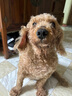 宝路狗粮全犬种通用全价粮成犬狗粮中小型犬牛肉味7.5kg【原料透明】 实拍图