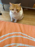 皇家室内成猫粮 I27 通用粮 12月以上 4.5KG*2 实拍图