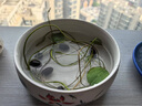 奥美优水仙花盆陶瓷铜钱草花盆一叶莲碗 睡莲水养水培花盆多肉 蓝彩荷趣 实拍图