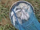 东强钓鱼小药大全黑坑野钓鱼饵料鲫鱼草鲤鱼千里香果酸添加开口诱鱼剂 专攻鲫鱼小药 晒单实拍图
