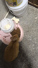 疯狂小狗专供款狗粮 金毛拉布拉多中大型幼犬成犬粮 牛肉双拼粮15kg 实拍图