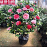 盆栽茶花苗 山茶花苗绿植花卉盆栽四季好养茶花树苗盆栽耐寒花卉观花植物室内花卉绿植开花不断 不含盆 五色赤丹(强力推荐) 6年苗花苞爆满 实拍图