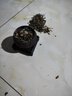 开时果 小叶赤楠盆景摆件 办公室桌面绿植花卉好养盆栽植物源头直发包邮 【热销款】舍得紫砂盆+黑石+底座 实拍图