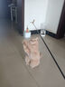 田田猫木柄弹簧3合1逗猫棒羽毛逗猫棒可换替换头耐咬逗猫器猫玩具 实拍图