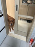 福来恩(FRONTLINE)大型犬驱虫套装去跳蚤原研药进口滴剂6支+犬心保6粒 实拍图